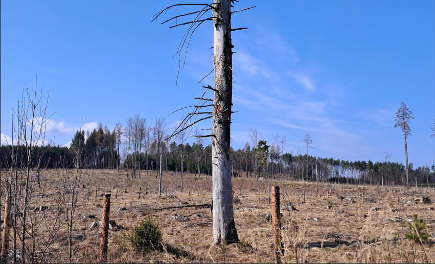 Suchý strom