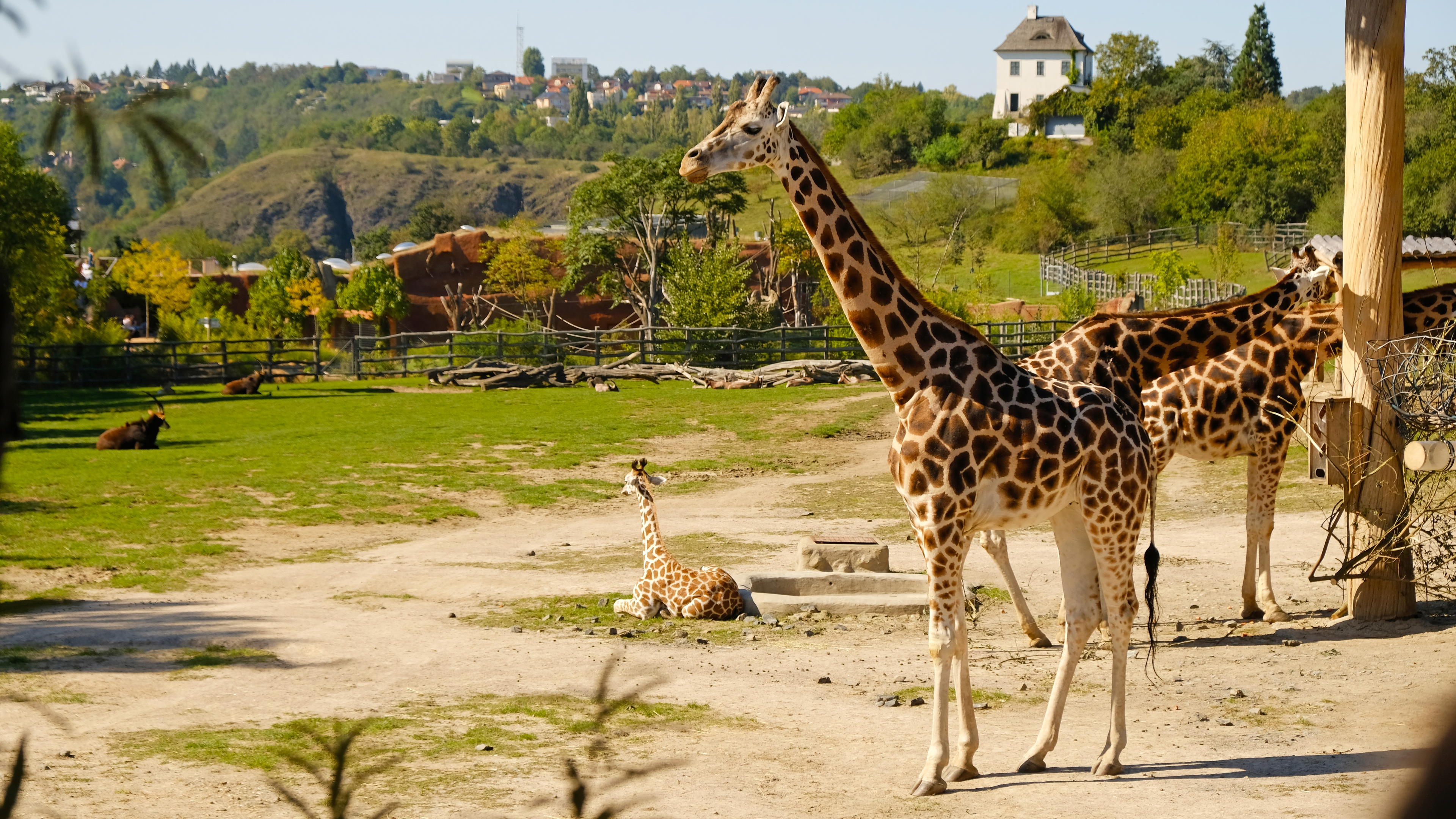 Žirafy v pražské ZOO. 