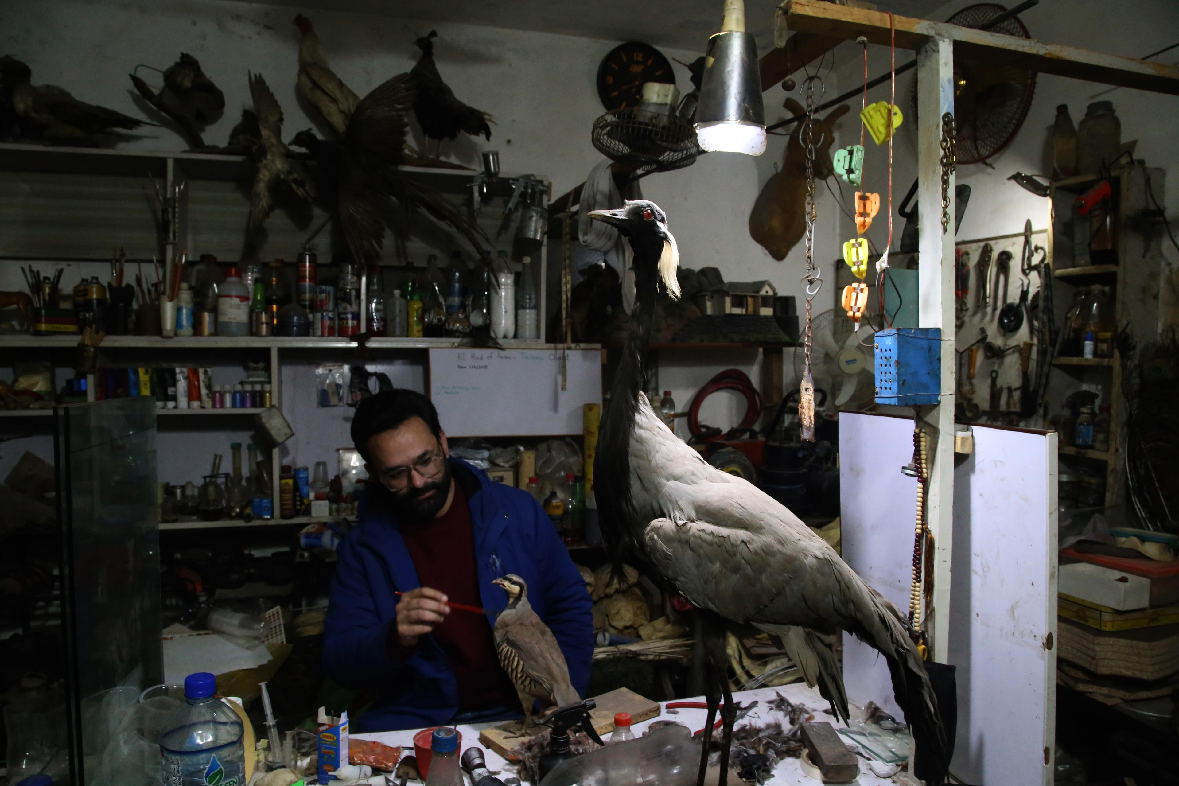 Taxidermie